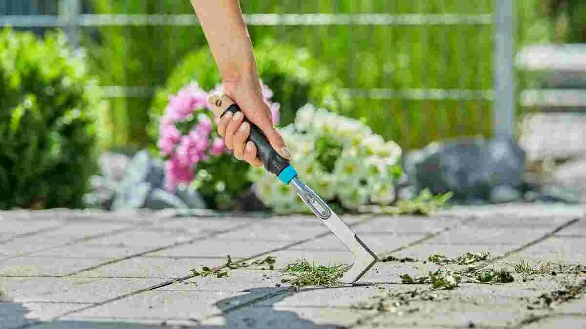 7 натуральних методів проти бур’янів між бруківкою: ефективно й безпечніше за гербіциди