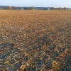 Як врятувати врожай від спеки: 5 перевірених методів збереження вологи в ґрунті