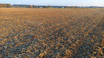 Як врятувати врожай від спеки: 5 перевірених методів збереження вологи в ґрунті