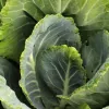 Чим підгодувати капусту в червні: два найкращі методи для потужного росту та великих качанів