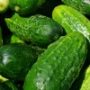 Як правильно прищипувати огірки у червні: правила формування куща, які врятують від пустоцвітів