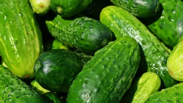 Як правильно прищипувати огірки у червні: правила формування куща, які врятують від пустоцвітів