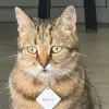 Ця кішка втомилась від життя раніше за всіх нас: фото підірвало мережу