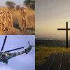 Які свята відзначають 3 липня: День зенітних ракетних військ, День армійської авіації, Всесвітній день суриката та інші
