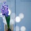 Секрети вигонки гіацинтів та різдвяника: що зробити в жовтні для пишного цвітіння
