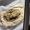 Пролежав у могилі 1300 років: у Данії знайшли одяг вікінгів, який зберігся завдяки дивовижній деталі
