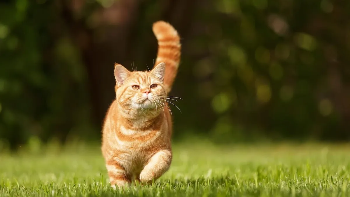 Артрит, агресія і проблеми з диханням: ветеринар відверто розповів про популярні породи котів 