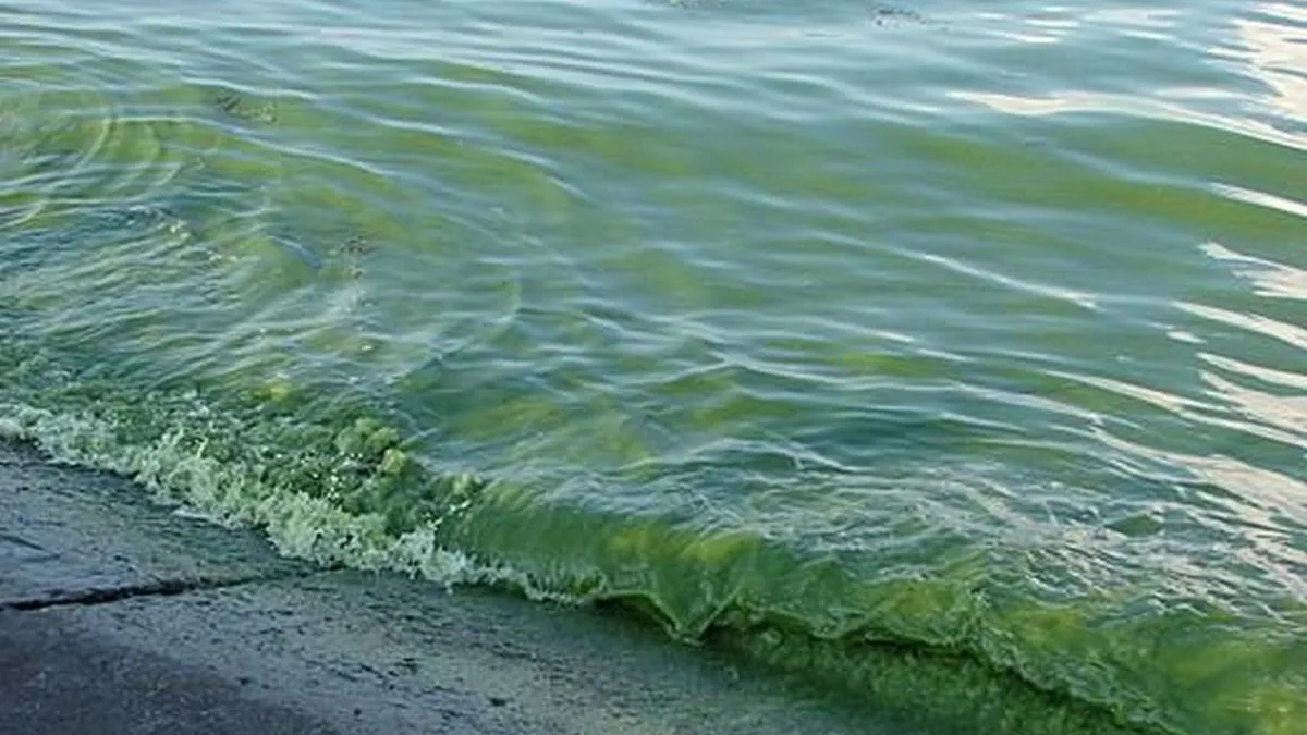 На пляжах Одеси помітили «цвітіння» Чорного моря: що виявила перевірка Державної екологічної інспекції