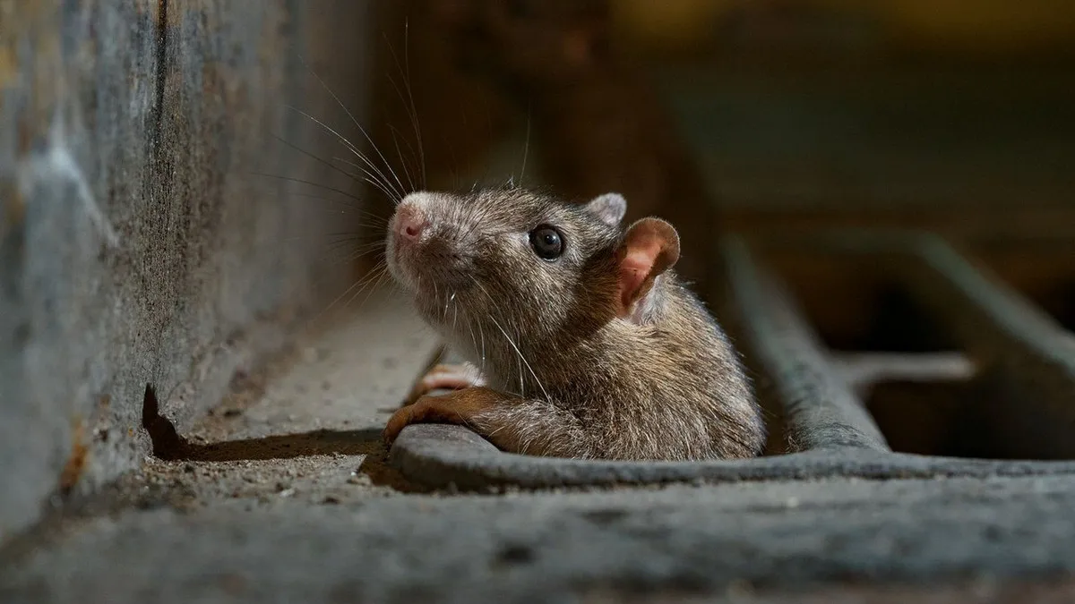 Шість причин, чому миші обирають саме ваш дім взимку: що приваблює гризунів і як це можна виправити