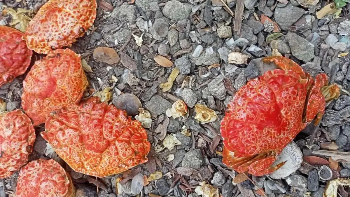 краб, отруйний