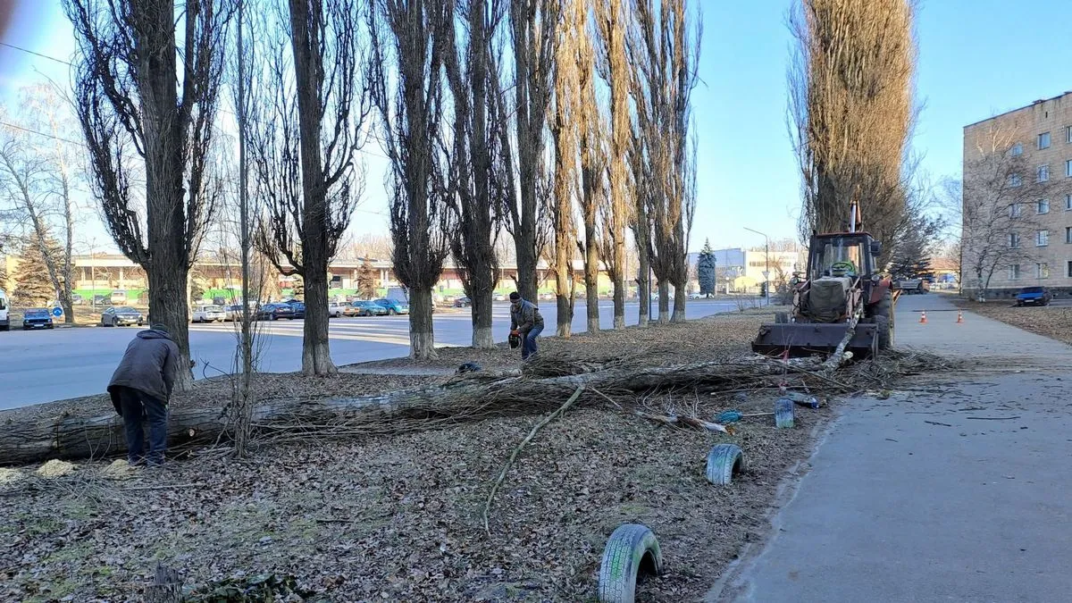 дерева, вирубка