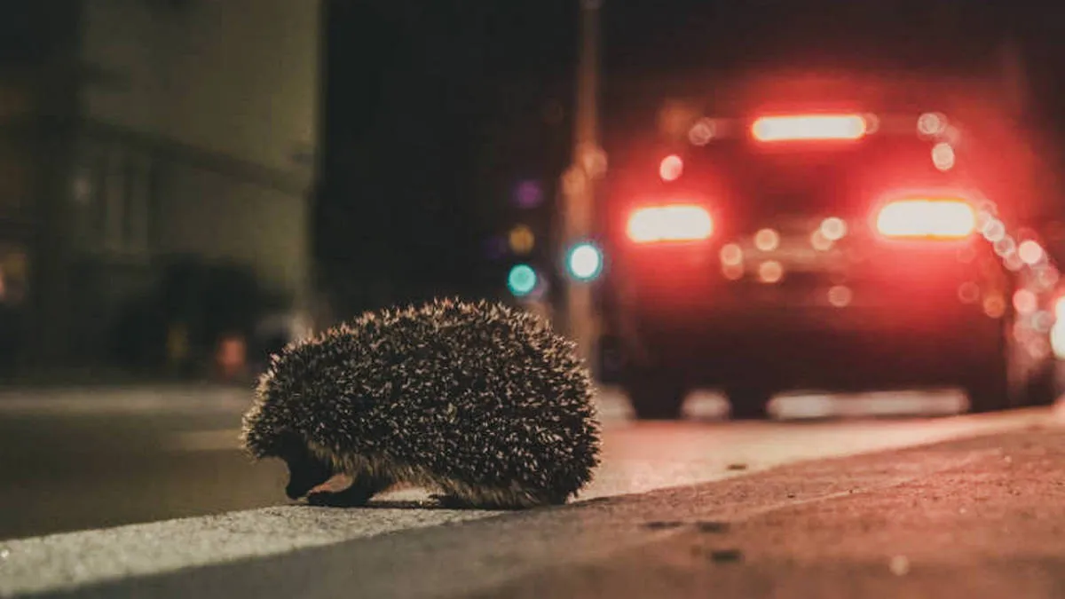 їжак, дорога