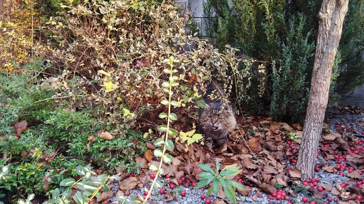 Яка погода завтра, 4 листопада: в Україну йдуть дощі та суттєве зниження температури