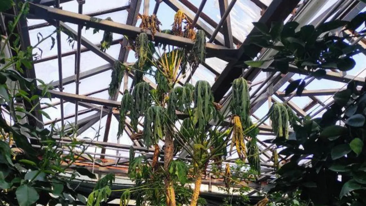 Страждають навіть рослини: в Києві через блекаути замерзає ботанічний сад