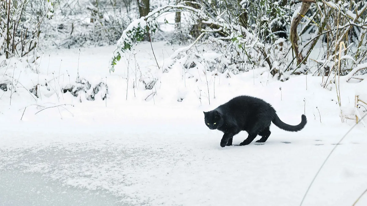 Січень в Україні під тиском антициклону: чому температура падає до −20 і коли це скінчиться