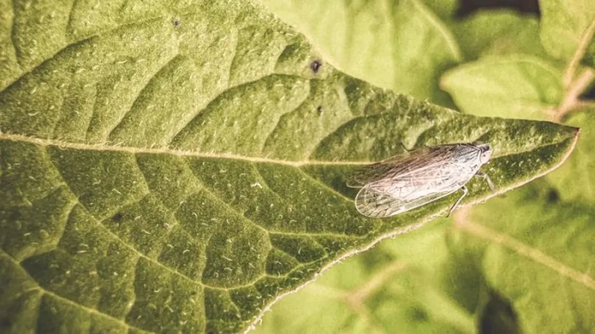 Стабільність врожаїв картоплі буде втрачено без термінових дій: аграрії б’ють на сполох