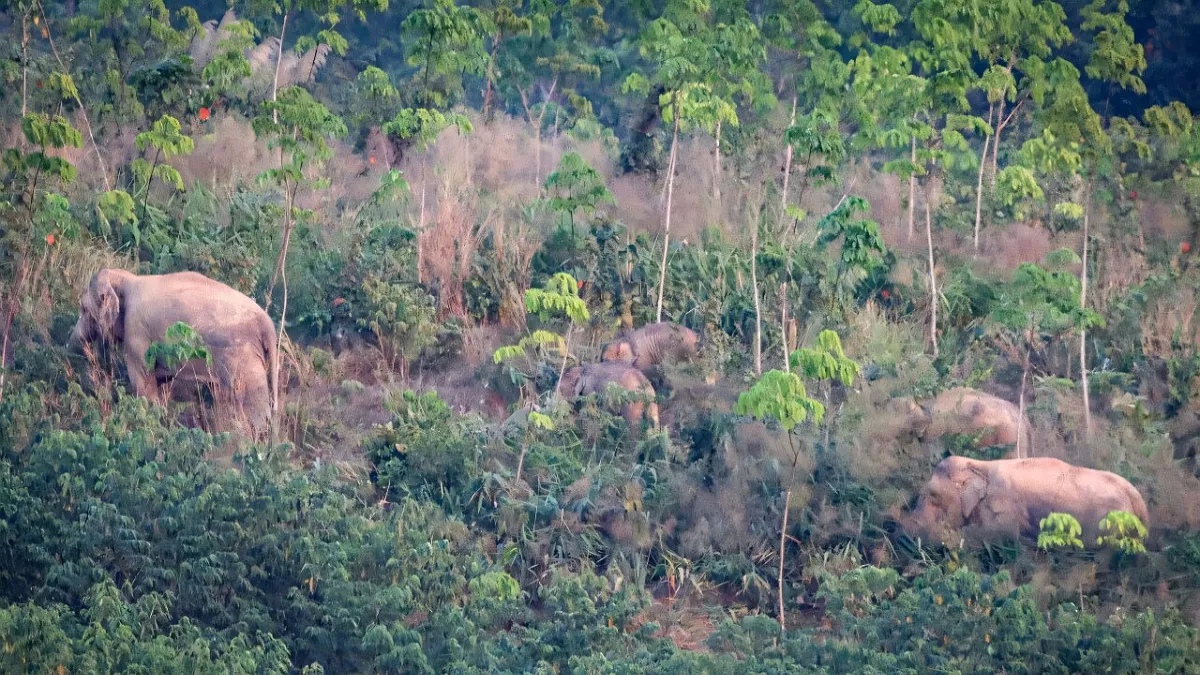 «Вони живуть своїм звичайним життям»: як Таїланд зупиняє «демографічний вибух» диких слонів