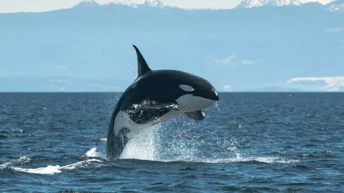 Нова мова косаток: вчені зафіксували унікальні сигнали групи, що атакує яхти