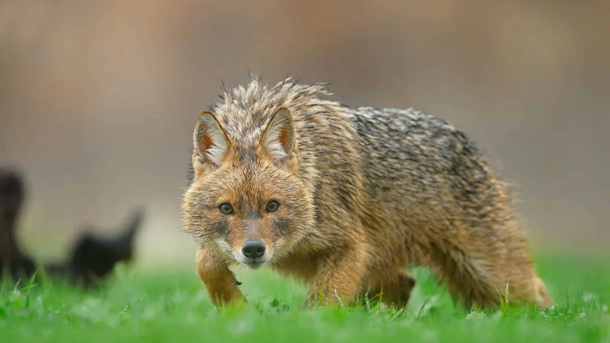 Хижаки поруч: що змушує шакалів освоювати нові регіони та яка загроза людям