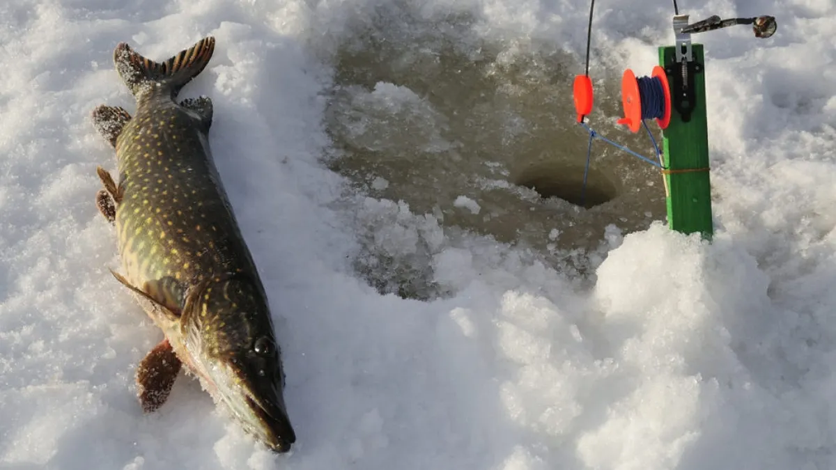 Штрафи до 85 тисяч: за що рибалок каратимуть у лютому 2026 року