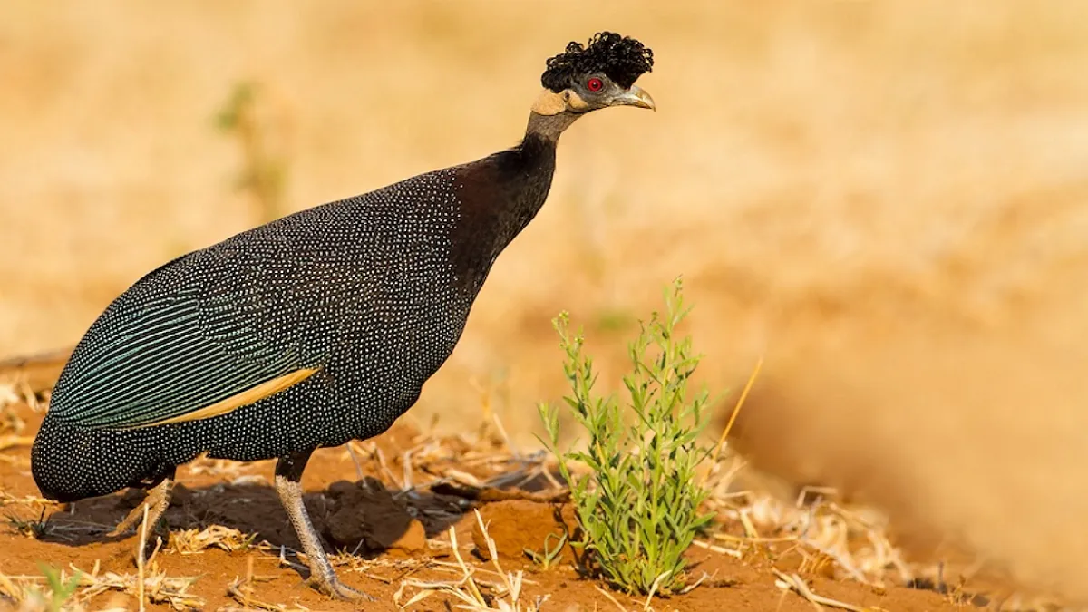 Живий антидот на газоні: яка домашня птиця знищує кліщів ефективніше за хімію