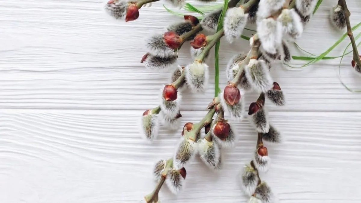 Вербна неділя 5 квітня: традиції свята, магічна сила верби та як привітати близьких