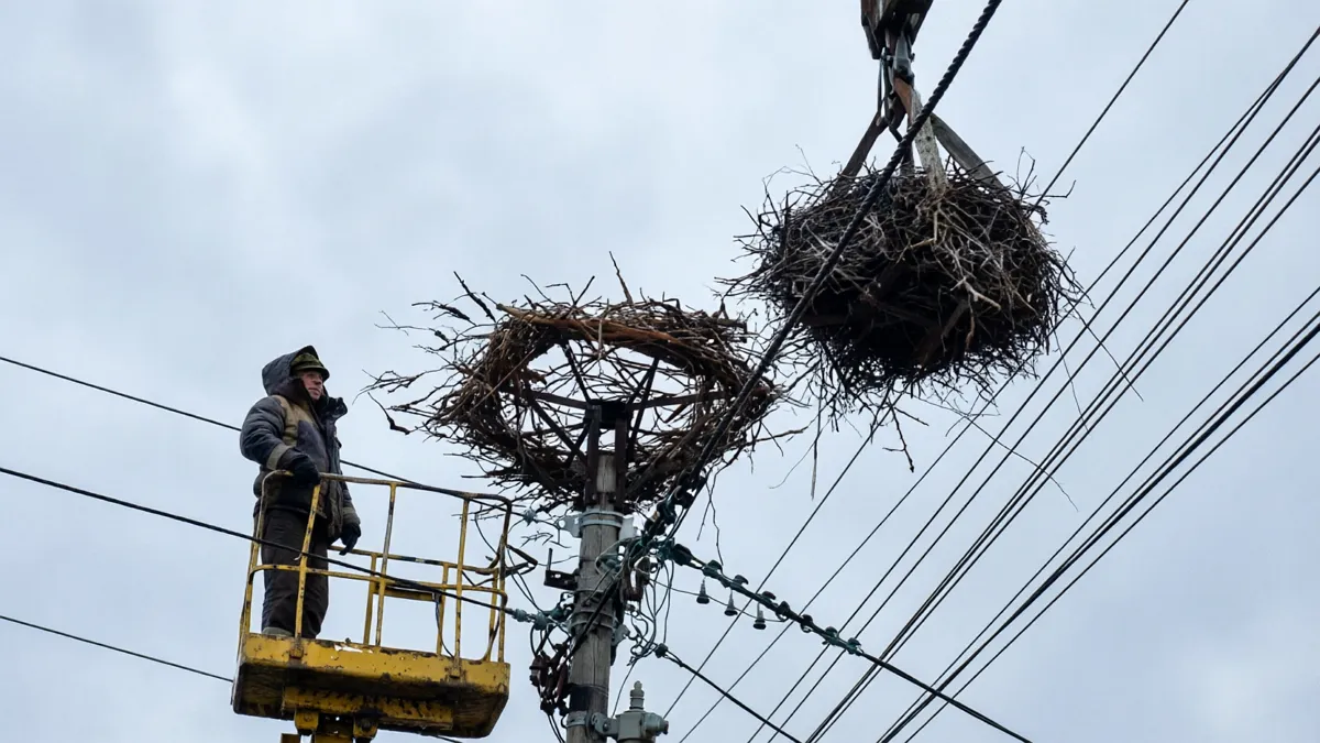 На Київщині енергетики врятували лелече гніздо: символ надії під час окупації тепер у безпеці