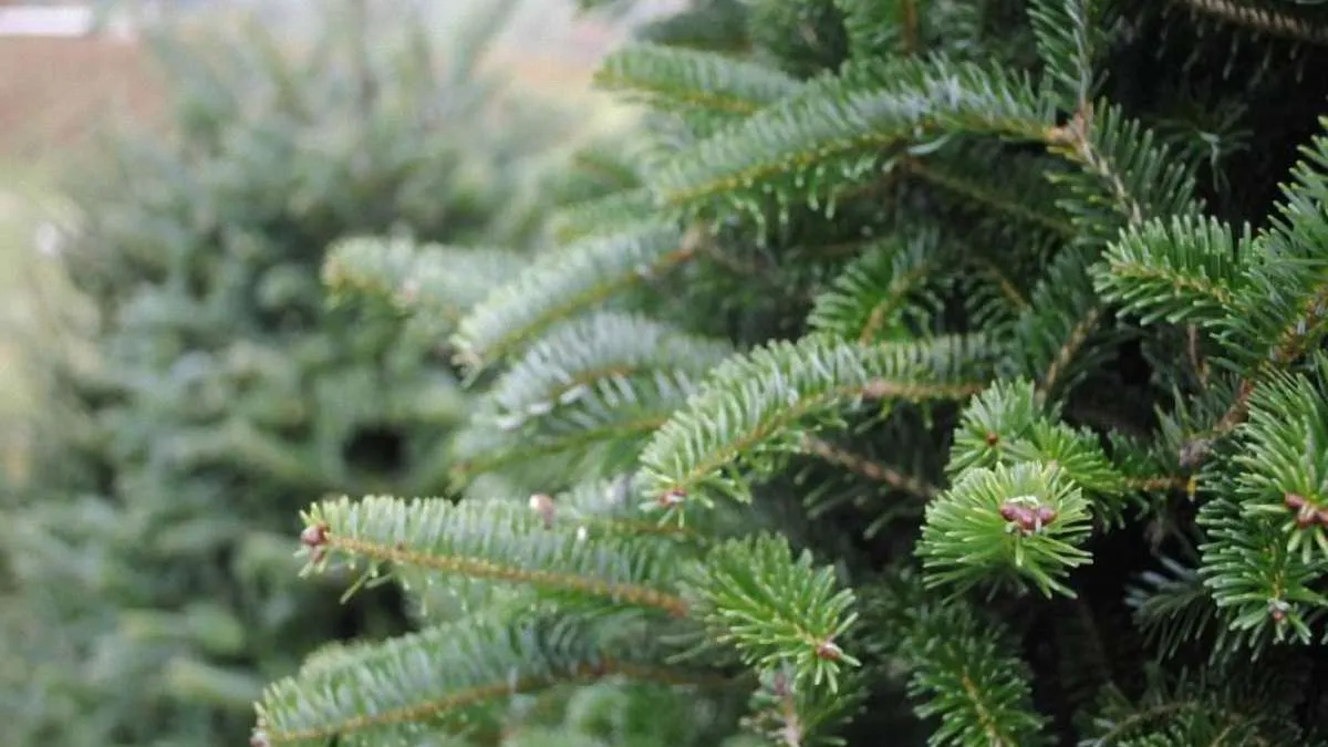 ялинка, сосна