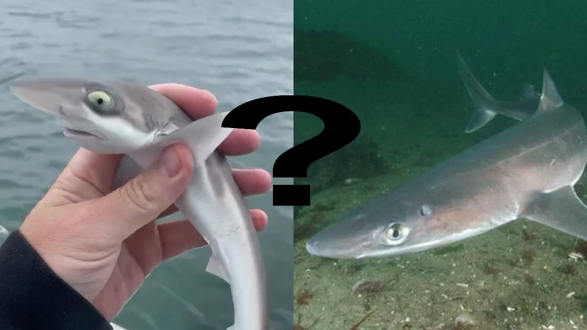 «Зловив акулу в Дніпрі»: фейк, нейромережа чи сенсація – що насправді на фото