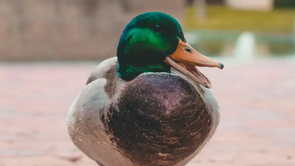 Качка з золотом: китаєць під час забою птаха знайшов у шлунку метал на 78 тисяч гривень