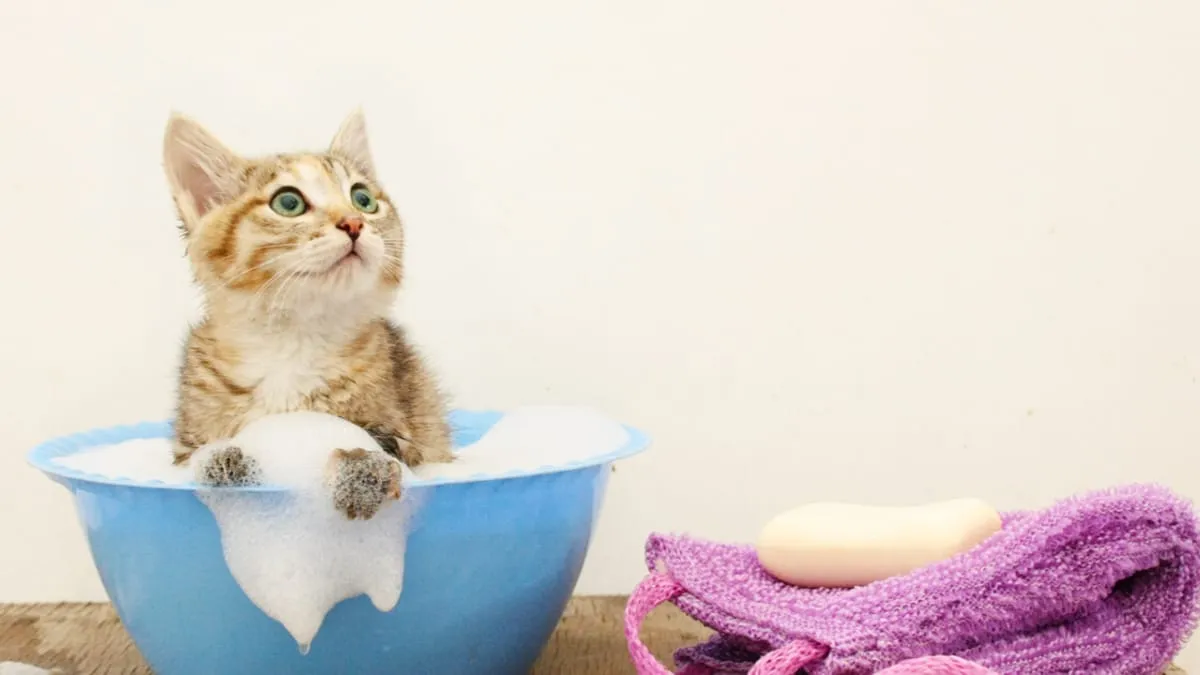 Як покупати кота, не нашкодивши тварині, й лишитись з не роздряпаними в кров руками: дієві лайфхаки