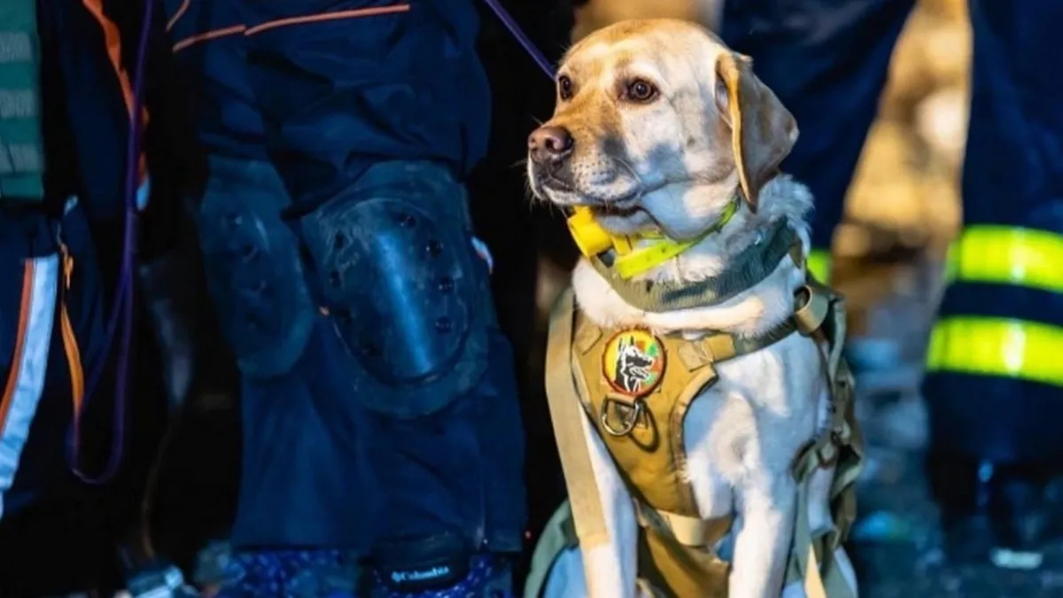 Не лише люди: відомо, як чотирилапі рятувальники були задіяні у пошуку людей після ворожого обстрілу Києва