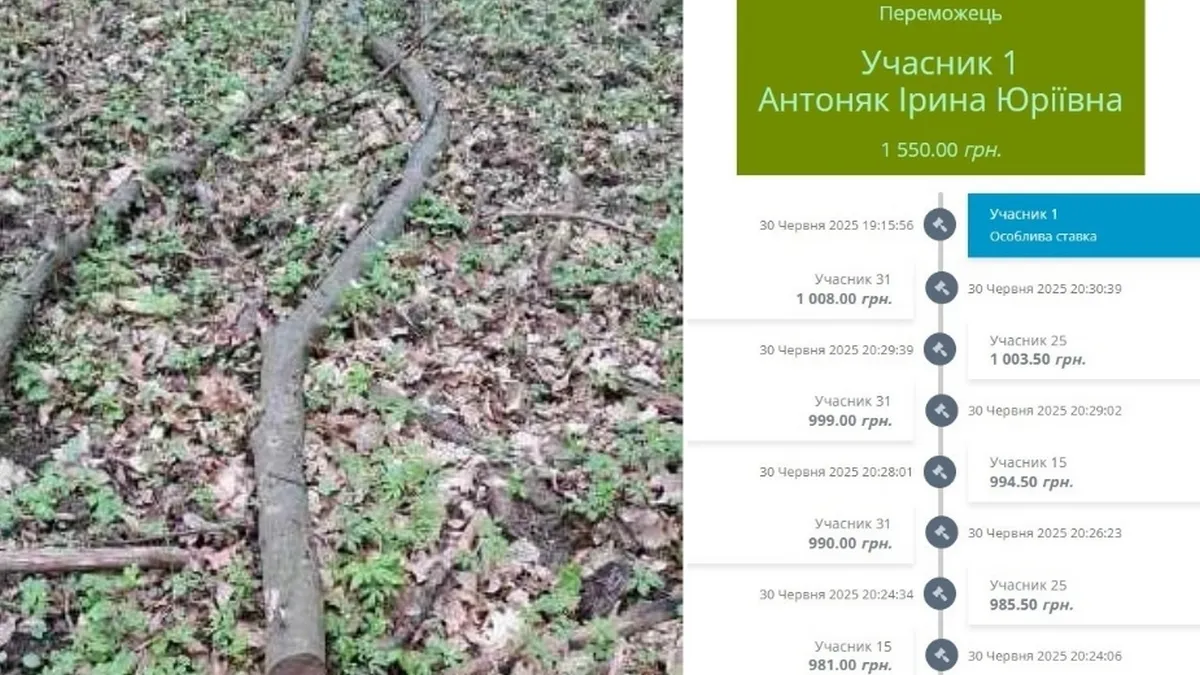 На аукціоні продали конфісковану гілку граба: 30 учасників боролись за деревину – її ціна зросла в 15 разів
