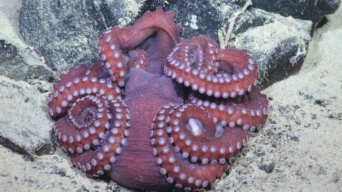 Кракен дійсно існував: вчені знайшли докази існування доісторичних восьминогів довжиною 19 метрів