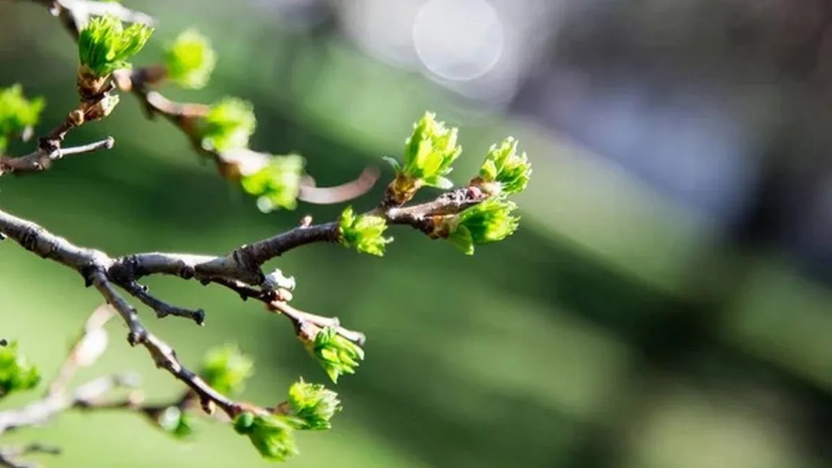 Яка погода завтра, 27 березня: синоптикиня Діденко прогнозує останній теплий день перед похолоданням