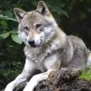 Мордочка, яку не забути: фотопастка в зоні відчуження зняла вовка, що став улюбленцем мережі