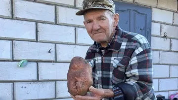 Земля любить працьовиті руки: на Волині чоловік виростив картоплину вагою понад 1,2 кг