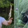 Дивовижне поруч: в Україні мешкає найменша чапля Європи, чий голос нагадує гавкіт собаки