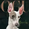 Сер Спад підкорив журі: хто став обличчям Dogue 2026