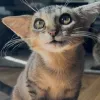 Вушка-літачки й великі очі: як котик Гербі з рідкісним станом підкорив інтернет