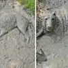 Болотяний монстр: собака так вимазалася в багнюці, що господиня її не впізнала