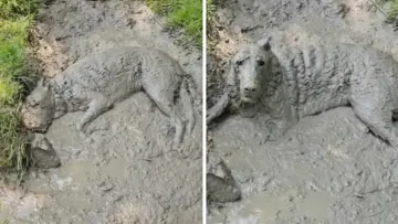 Болотяний монстр: собака так вимазалася в багнюці, що господиня її не впізнала