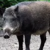 Нічне сафарі: у Львові зграя диких кабанів влаштувала прогулянку вулицями