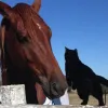 Живе таксі з гривою: як кіт Морріс знайшов найнадійнішого друга серед коней
