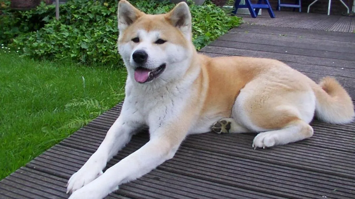 Не для новачків: ветеринар назвав 5 складних порід собак, яких краще заводити досвідченим господарям