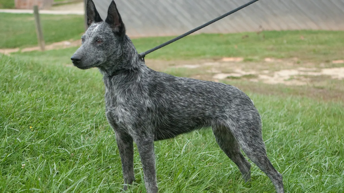 Які собаки мають найкраще здоров’я: експерт назвала десять порід, що не завдадуть клопоту