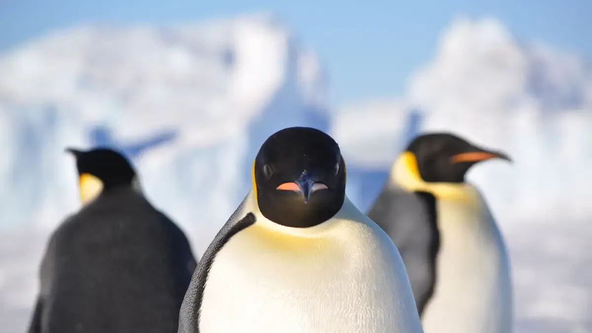 В Антарктиці на станції «Академік Вернадський» стався зухвалий напад на українську полярницю: «Крильцями били»