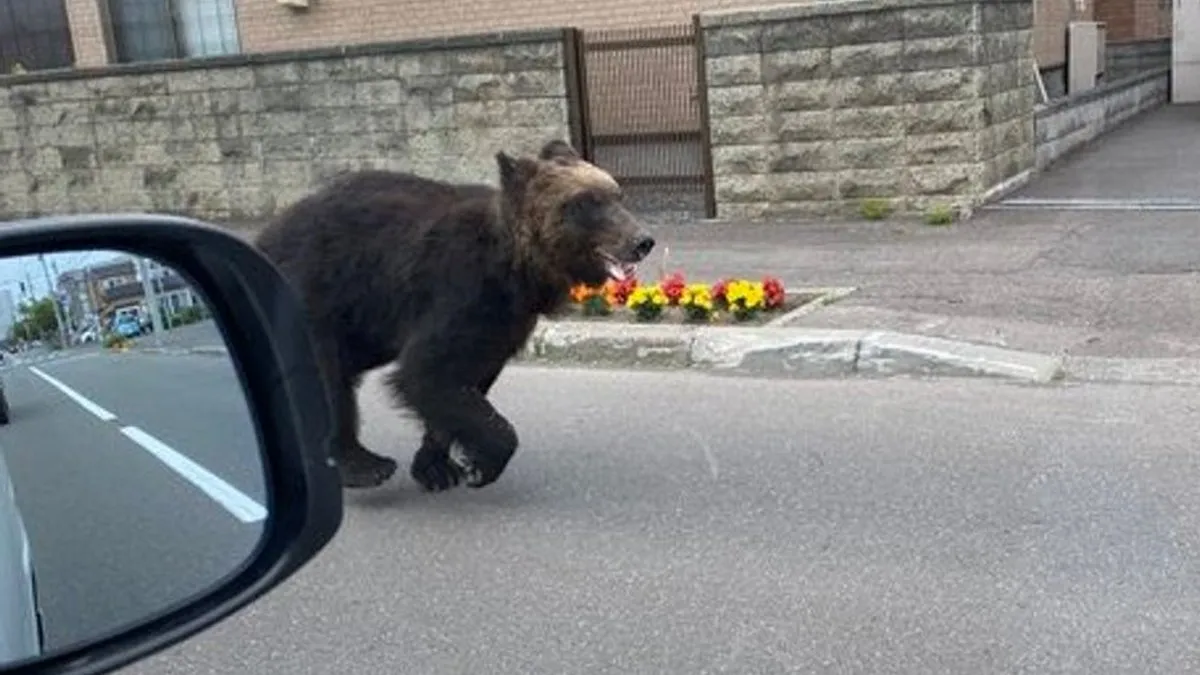 Один ведмідь паралізував життя цілого міста: що відомо про незвичний інцидент в Японії