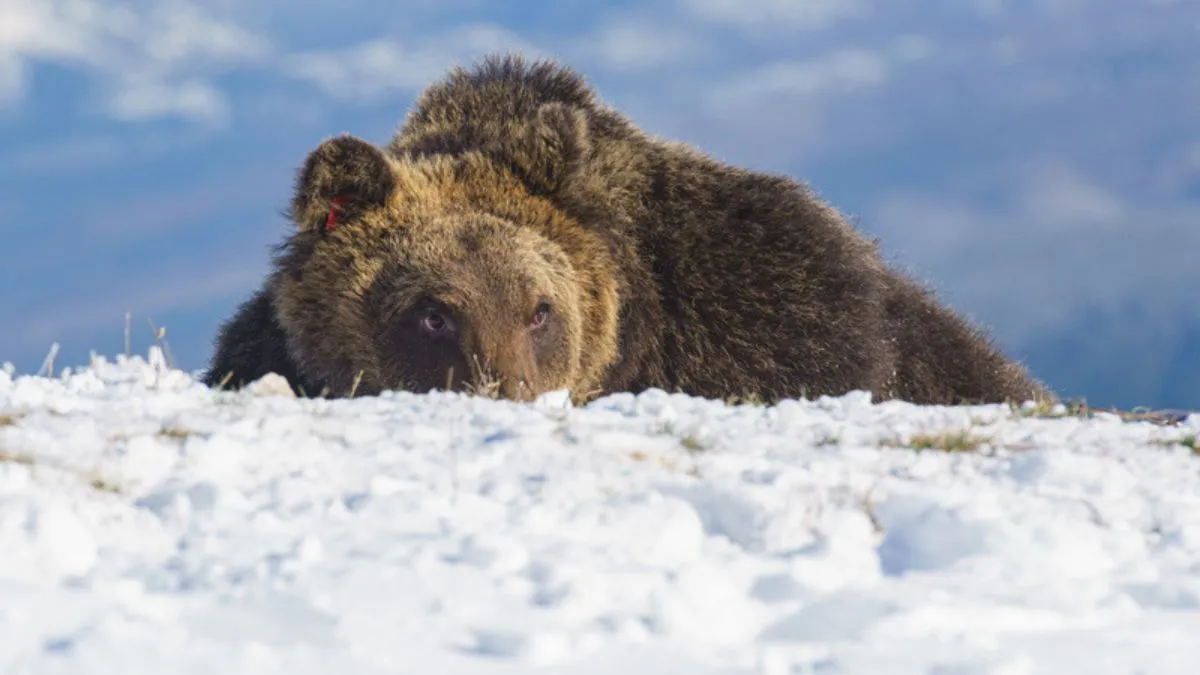 Гірськолижний курорт в Італії тероризує ведмідь-гурман: що так подобається клишоногому, що він йде до людей