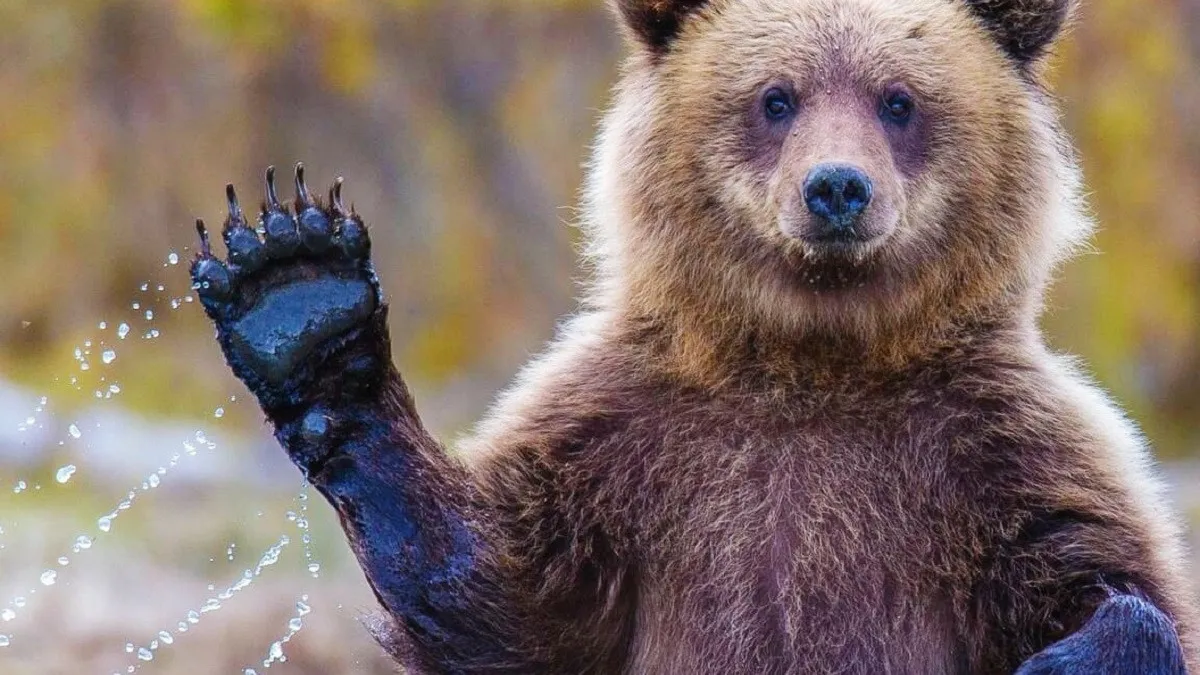 В найкращих традиціях фітоняшок: у США ведмідь зробив чотири сотні селфі